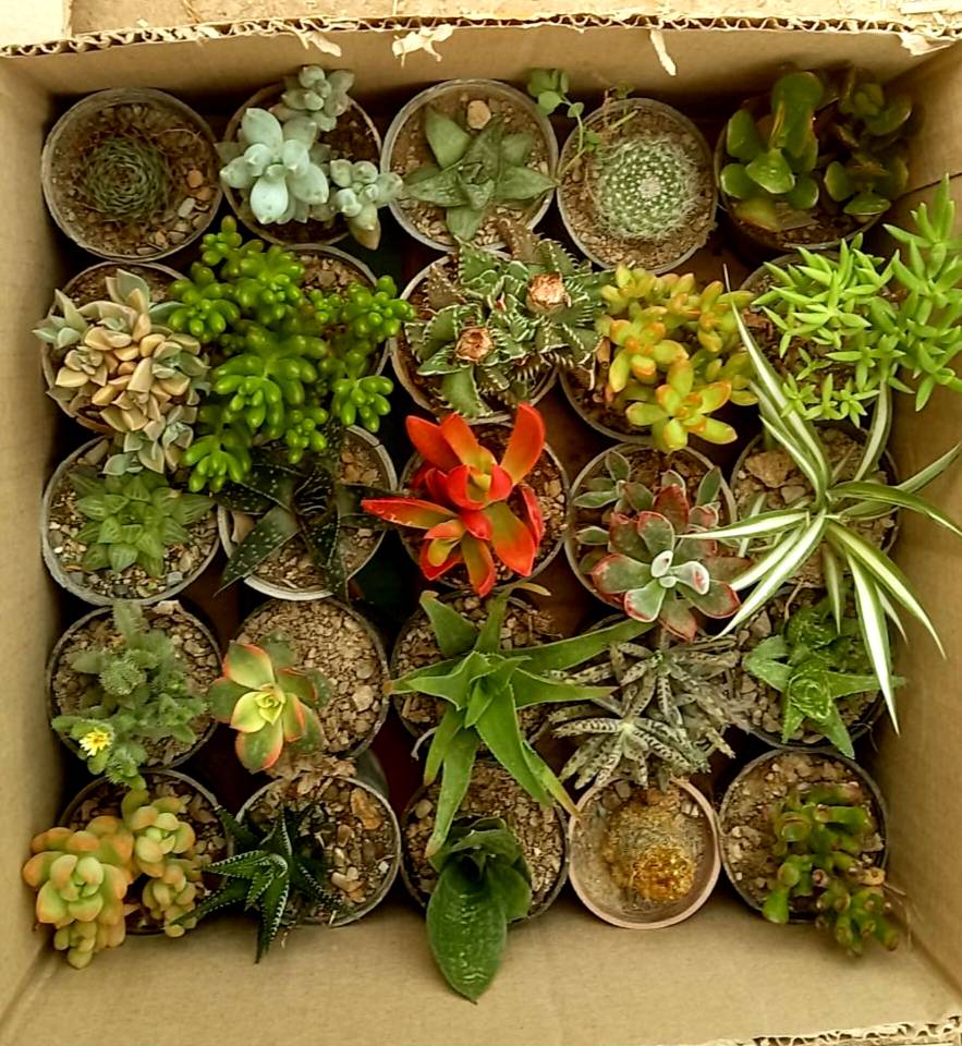 ساکولنت ممتاز پک 25 تایی سایز گلدانها 6