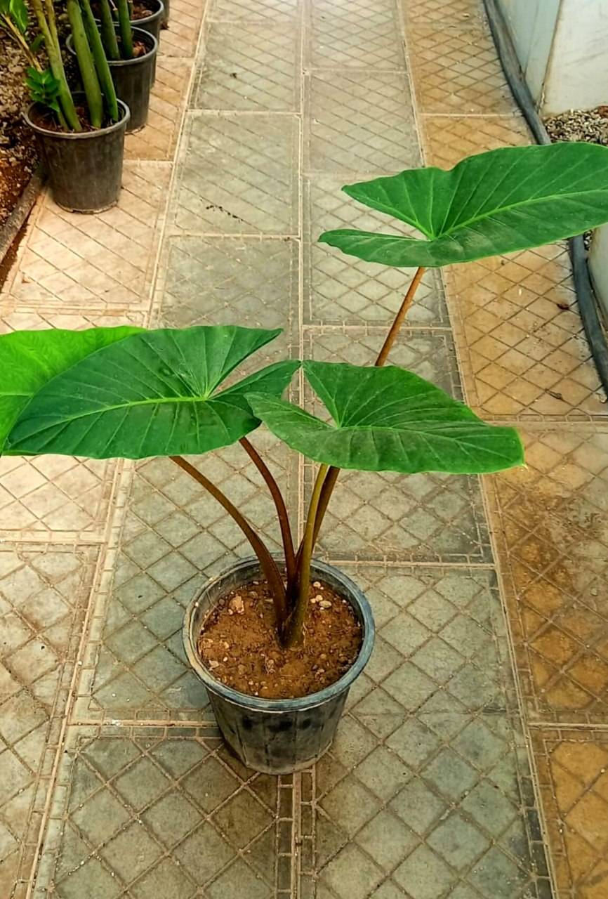 بابا آدم سایز گلدان سطل 7