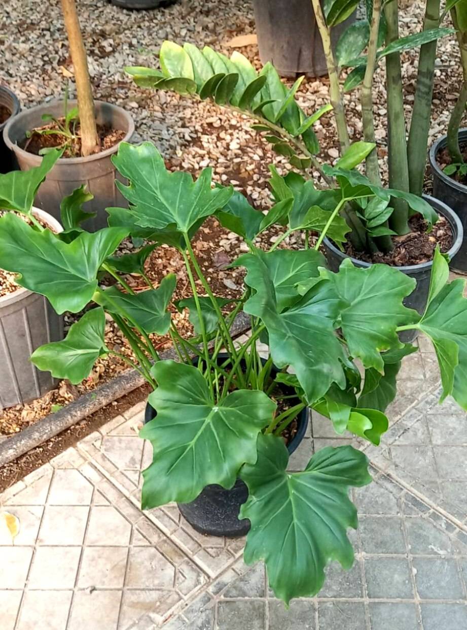 برگ انجیری فر چند غلاف گلدان سطل 10