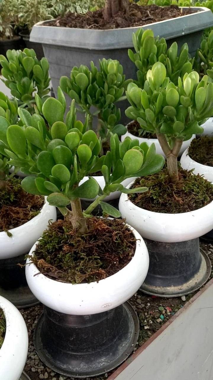 کراسولا یشم بنسای یا گیاه ثروت
