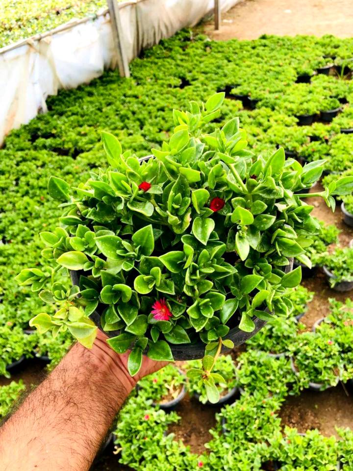 اپونتیا ( ناز یخی  رونده ) گلدان آویز