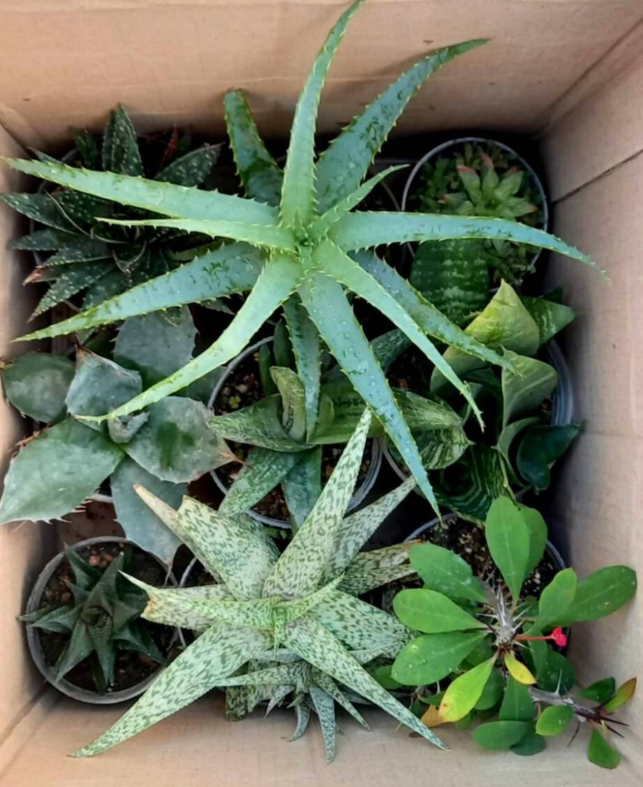 گیاه کلکسیونی( آلوئه، آگاو، هاورتیا، سانسوریا پاکوتاه و  مرجان) پک 9 عددی سایز گلدانها 10