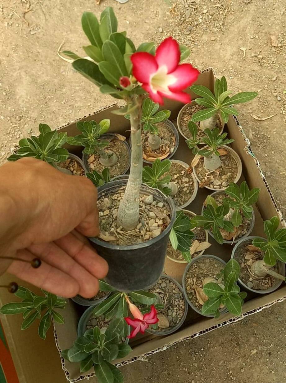 آدنیوم پک 16 عددی سایز گلدانها 8