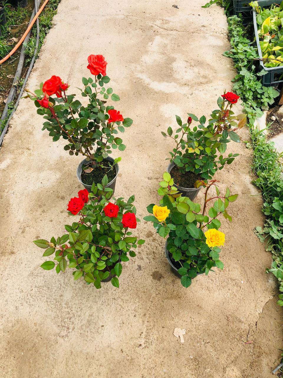 رز هلندی  در رنگبندی سایز گلدان سطل 4