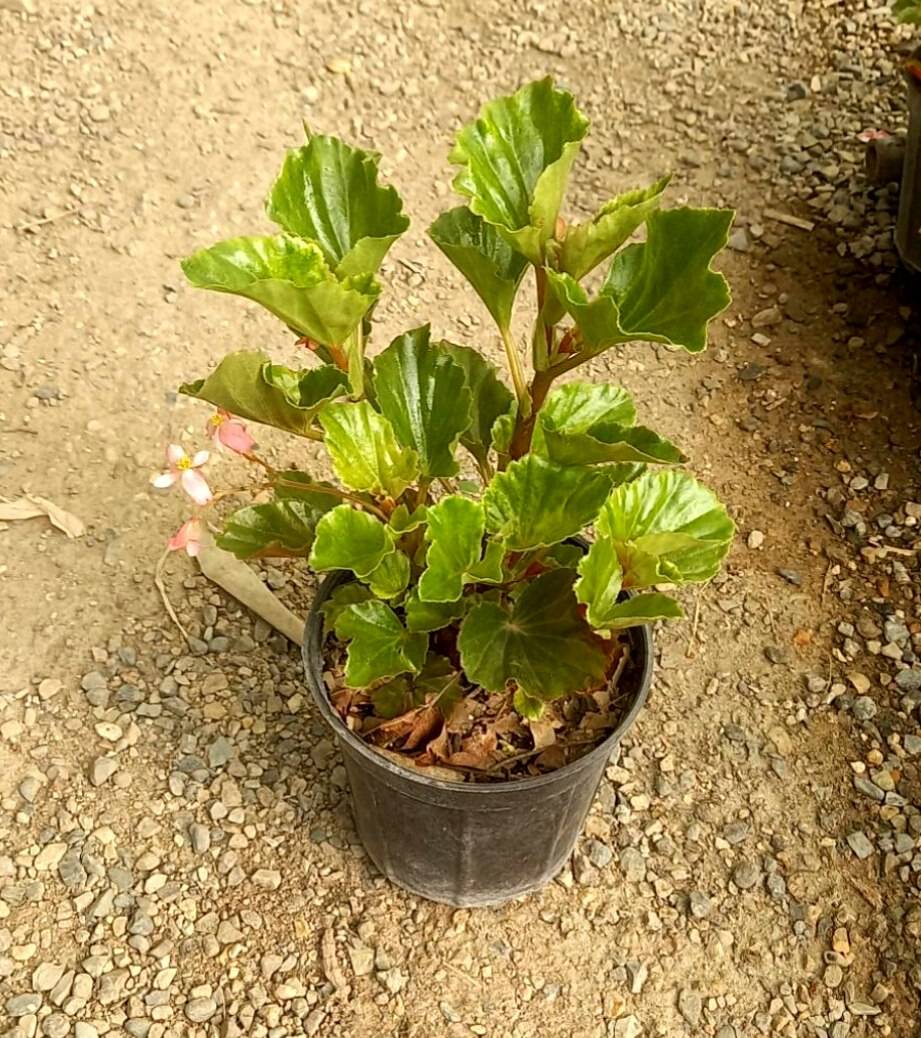 بگونیا عروس سایز گلدان 14