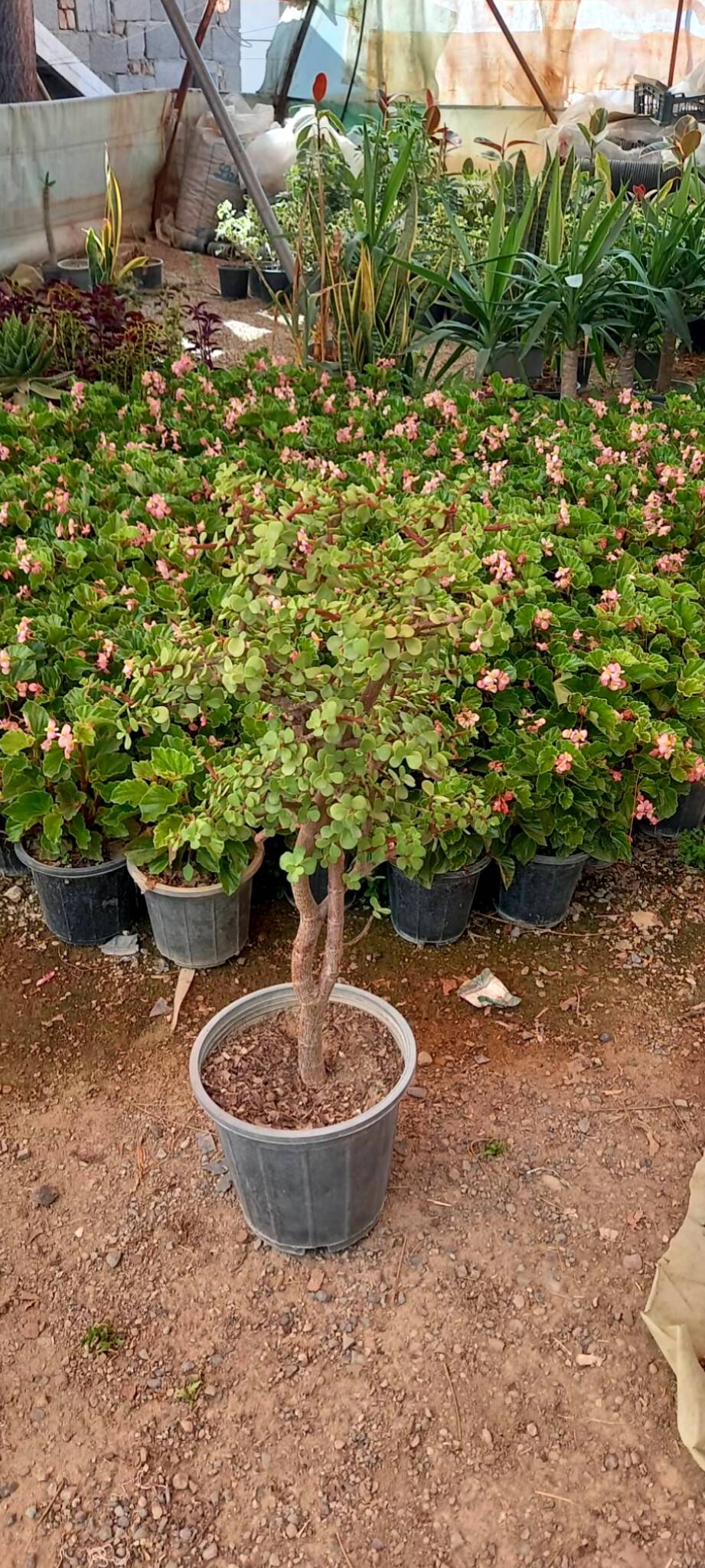 کراسولا بونسای خرفه