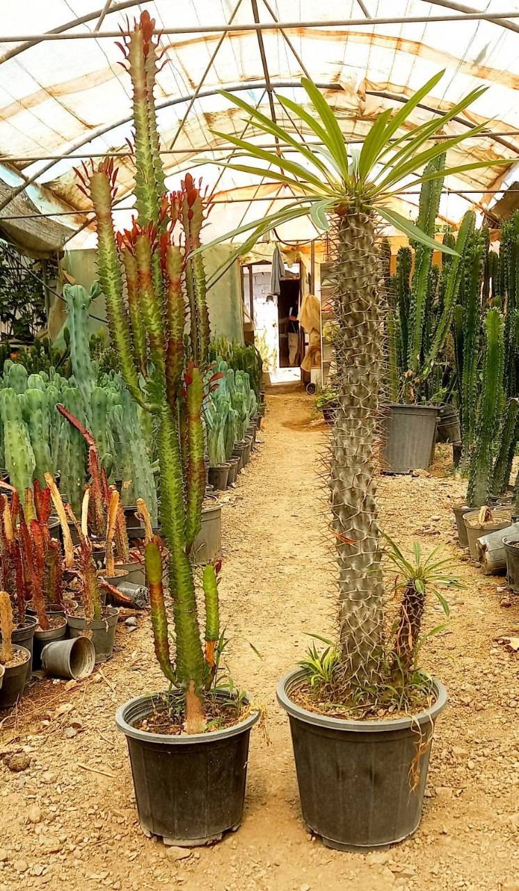 نخل ماداگاسکار بچه زا و افوربیا تریگوانا پک دو عددی