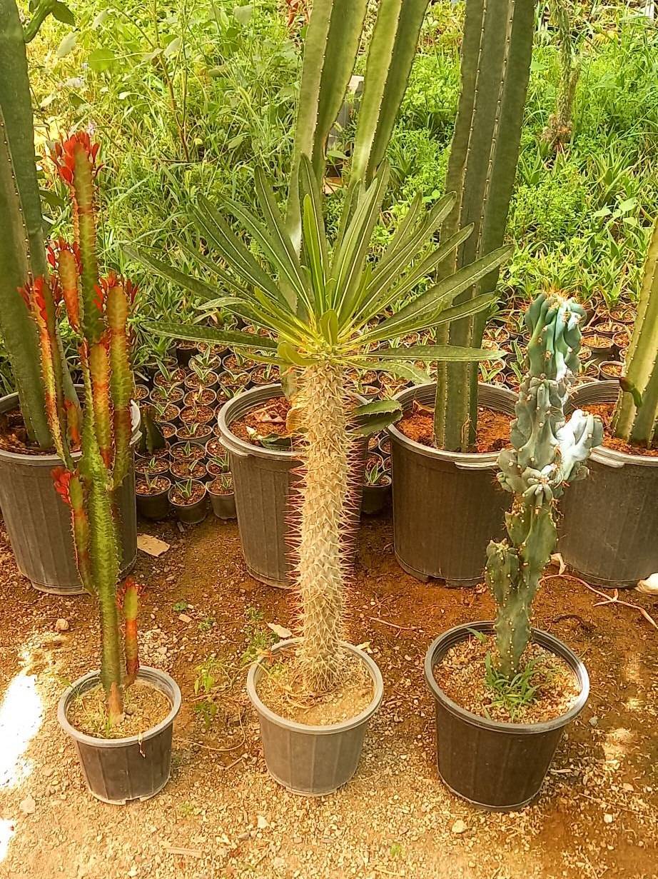 نخل ماداگاسکار بچه زا و افوربیا تریگوانا و صخره ای پک سه عددی