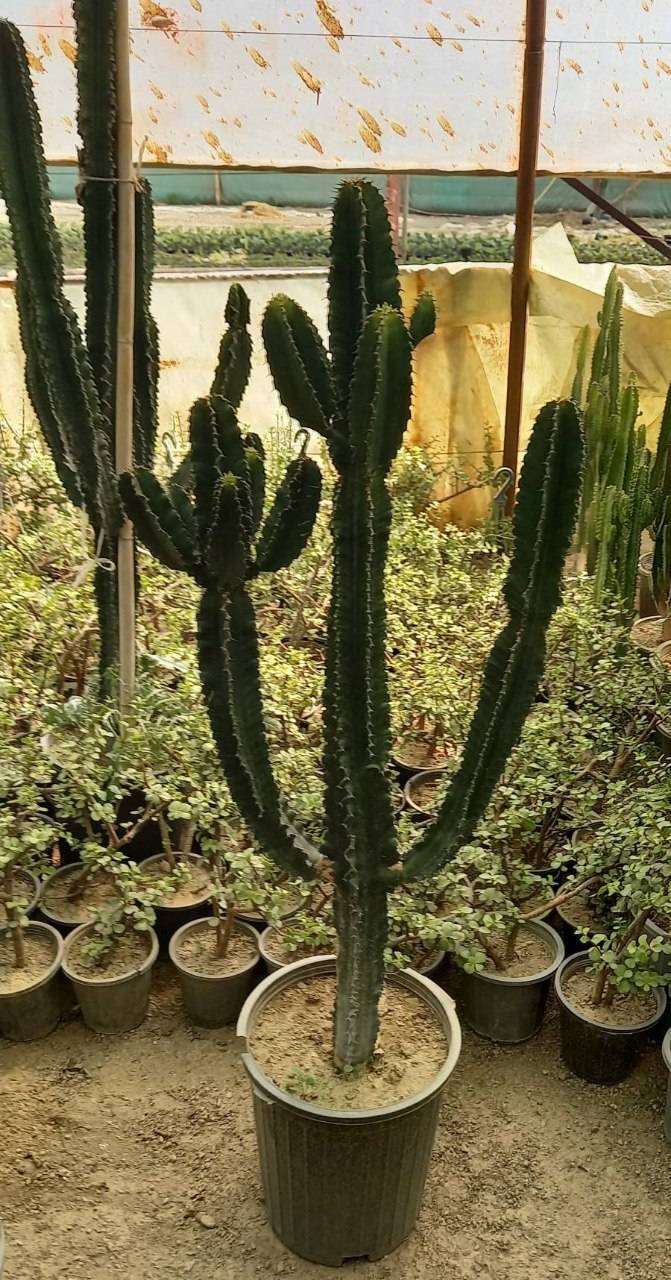 افوربیا اینجنس بزرگ ارتفاع حدود 170سانت