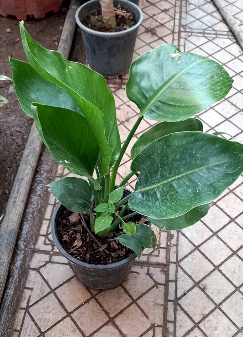 نخل نیکولای سایز گلدان سطل 4