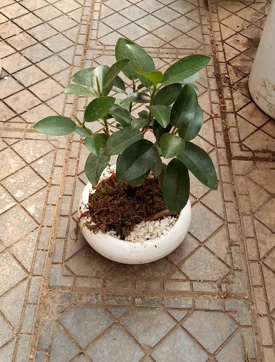 فیکوس جنگلی سبز مینی بنسای با گلدان سفید سرامیک