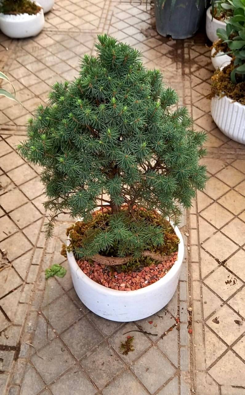 بنسای کاج کونیکا با گلدان سرامیک سفید