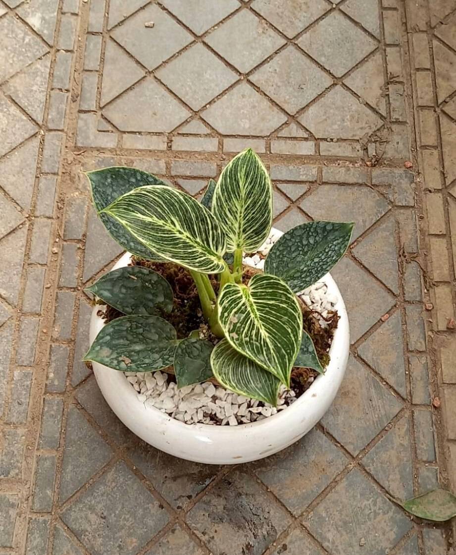 فیلودندرون بیرکین با گلدان سفید سرامیک