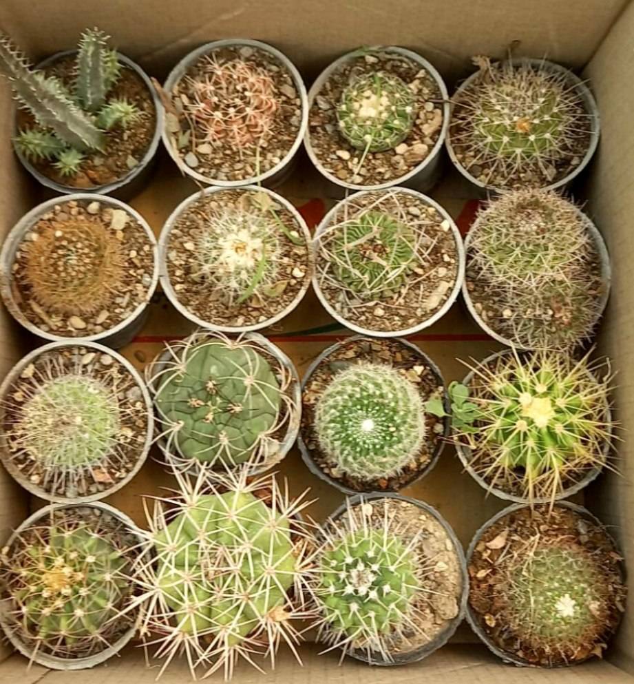 کاکتوس بذری پک ۱۶ عددی سایز گلدانها 8