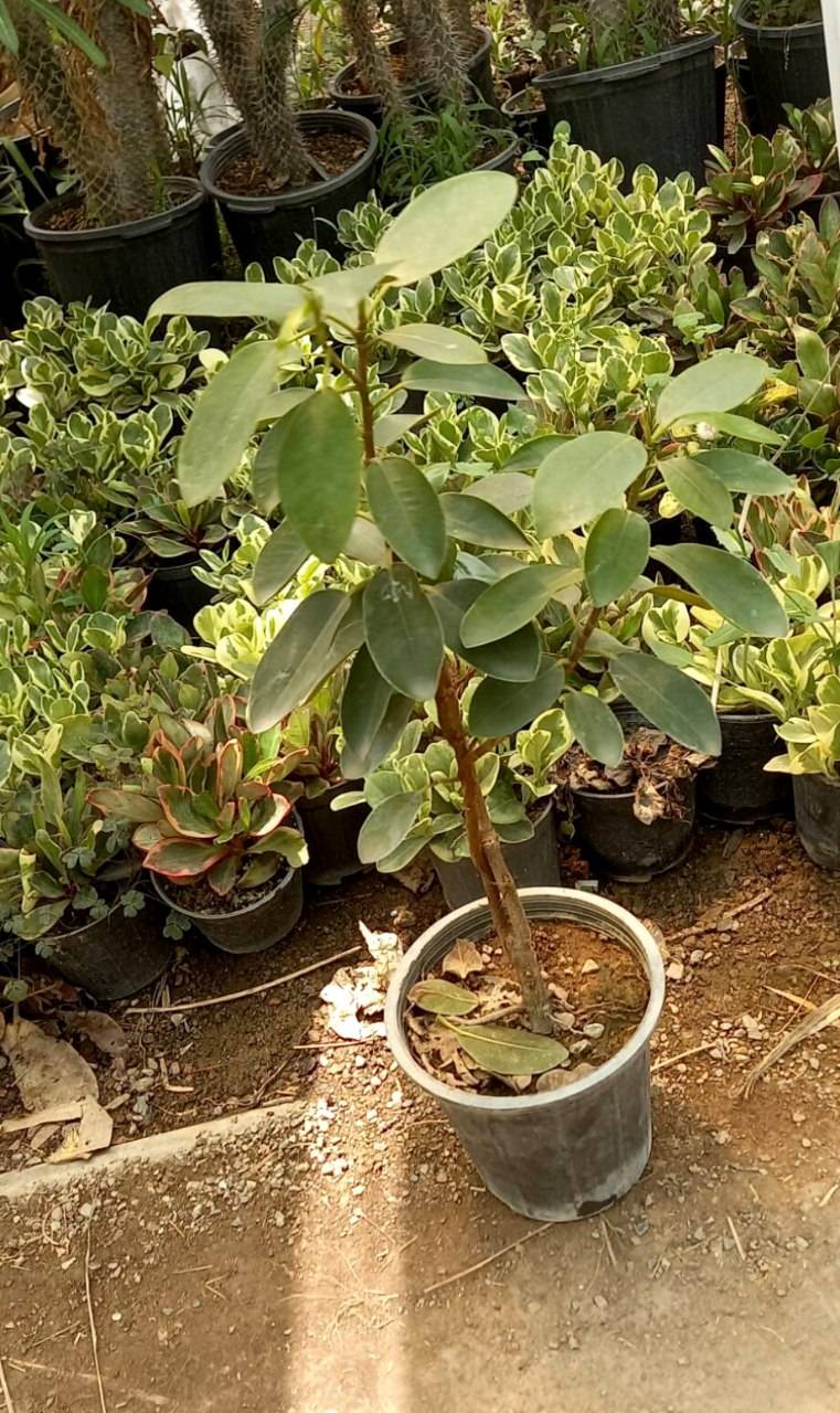 فیکوس جنگلی سبز ارتفاع حدود 50 سانت