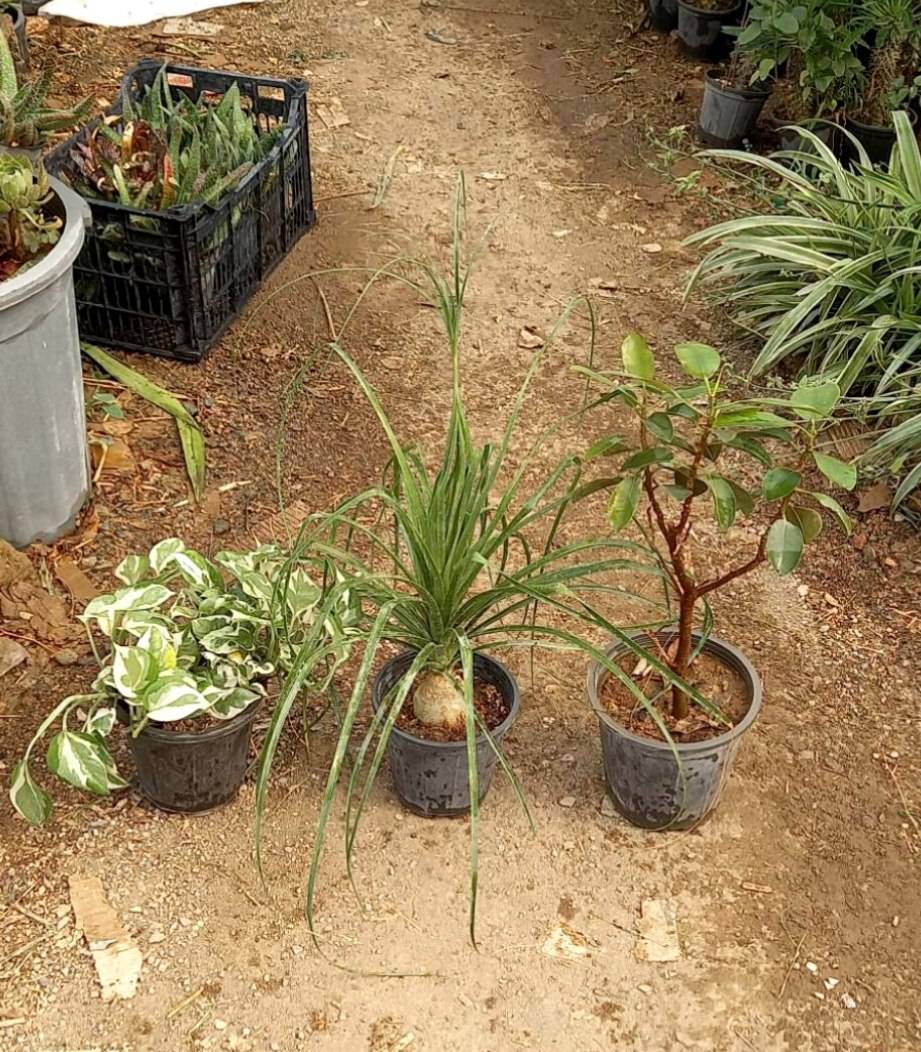فیکوس جنگلی ، لیندا ، پوتوس ارتشی پک سه عددی