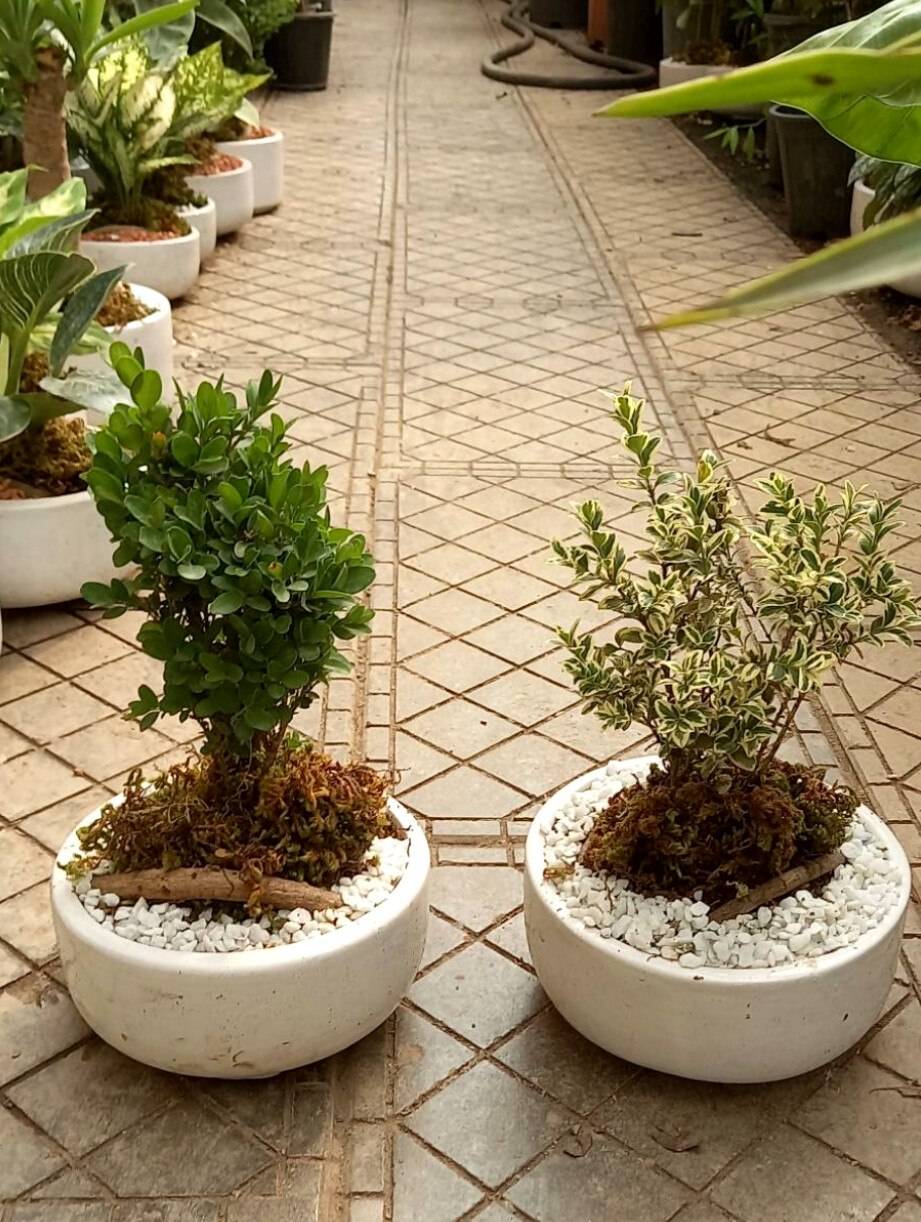 بونسای ژاپونیکا ابلق و سبز در گلدان سفید سرامیکی