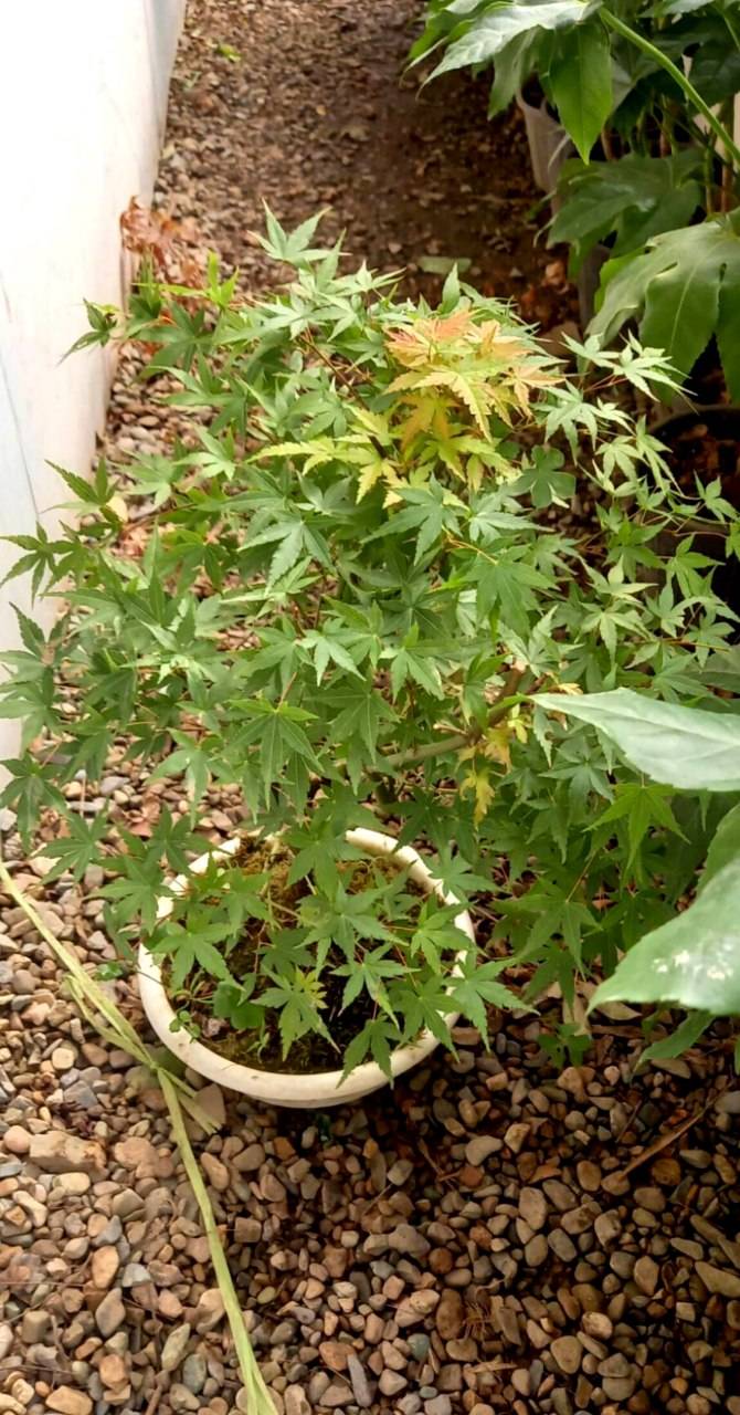بنسای افرا ژاپنی در گلدان سفید
