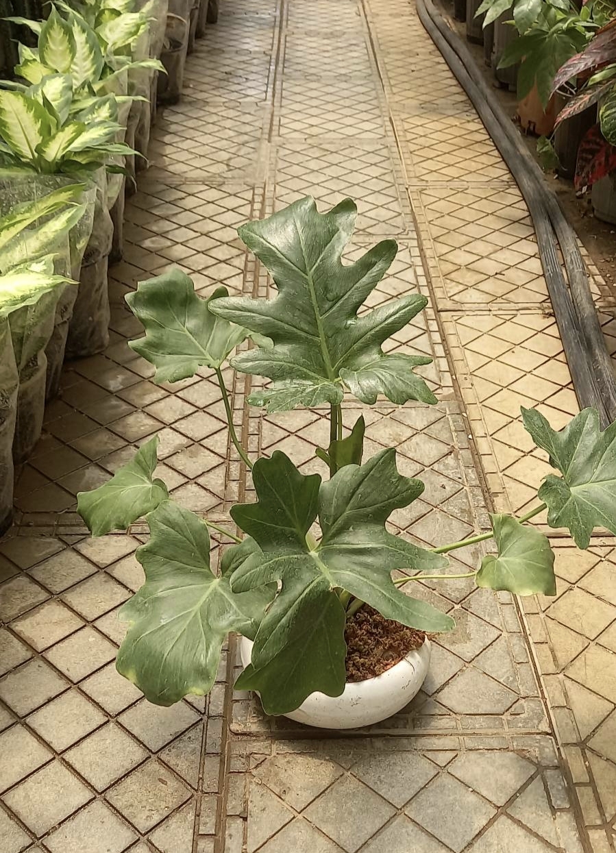 برگ انجیری فر با گلدان سفید سرامیک