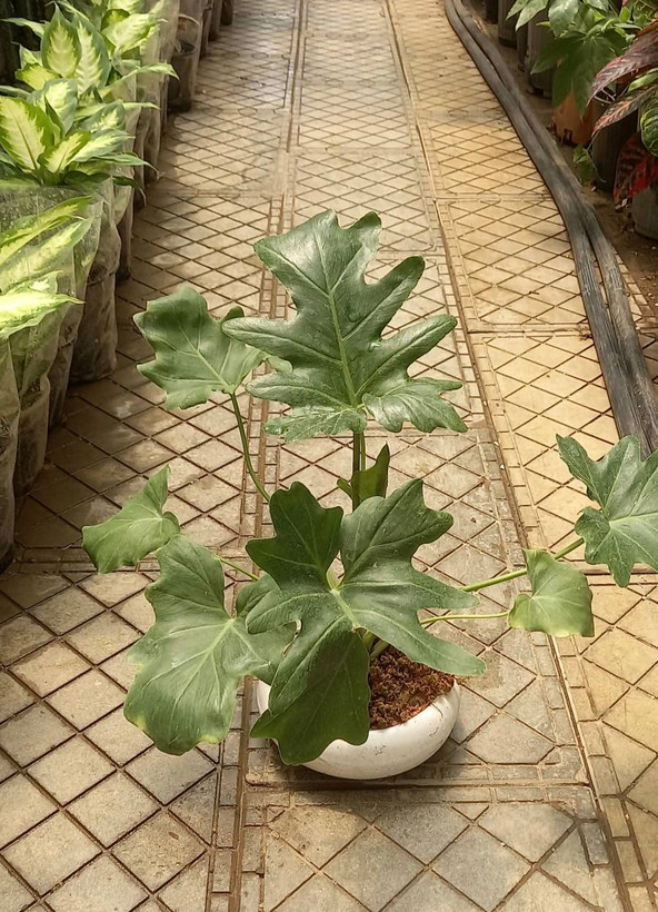 برگ انجیری فر با گلدان سفید سرامیک