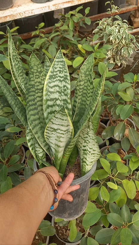 سانسوریا کراواتی امریکن سایز گلدان سطل ۴
