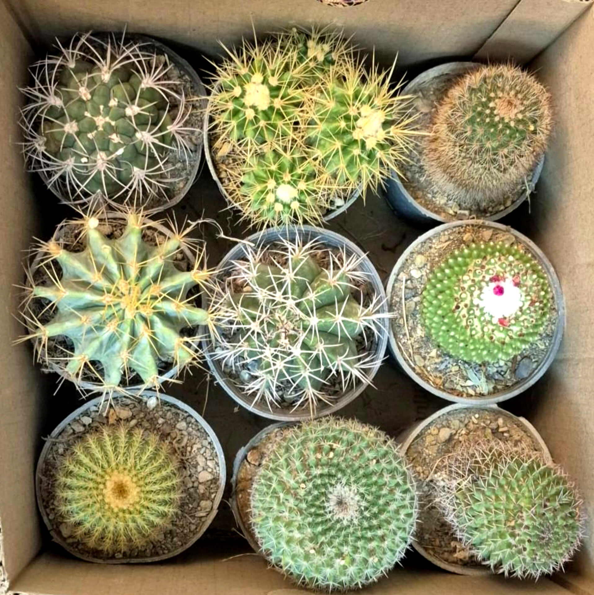 کاکتوس بذری سایز گلدانها 10 پک 9 عددی