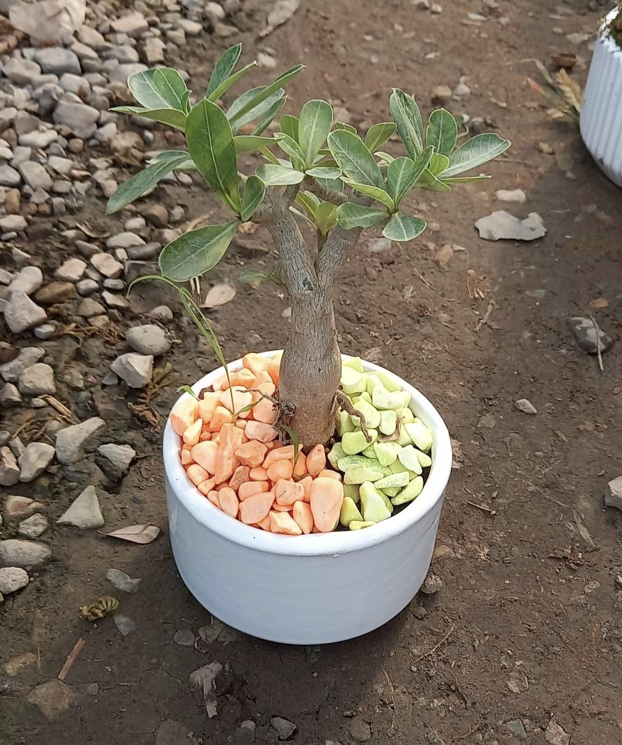 بنسای آدنیوم در گلدان سفید سرامیک