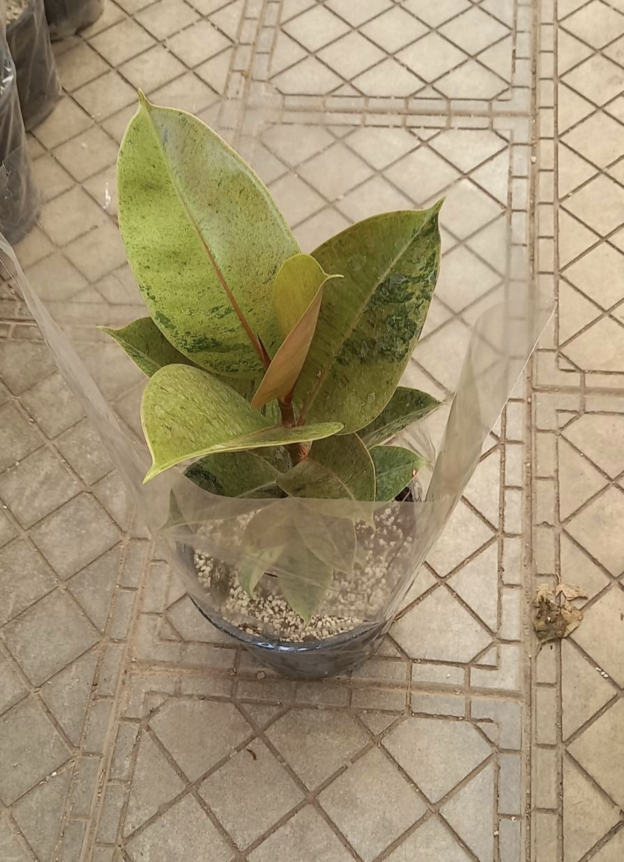 فیکوس  ببری
