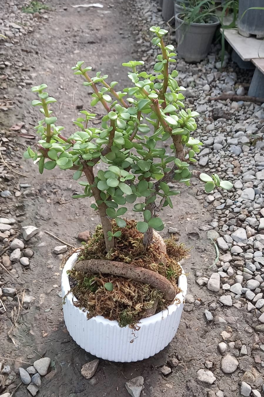 کراسولا بونسای خرفه با گلدان سرامیک