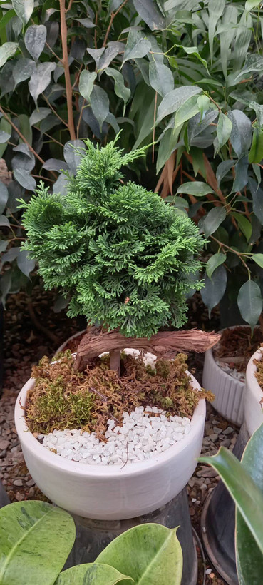 بنسای کاج با گلدان سرامیک سفید