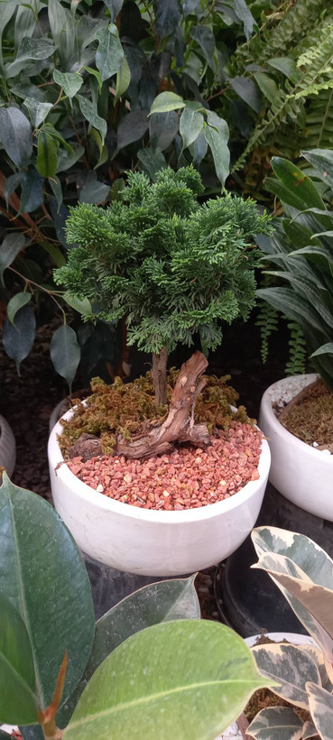 بنسای کاج با گلدان سرامیک سفید