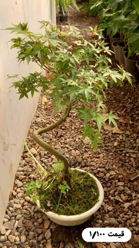 بنسای افرا ژاپنی در گلدان سفید