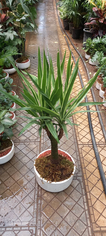 یوکا تنه دار ابلق شیک