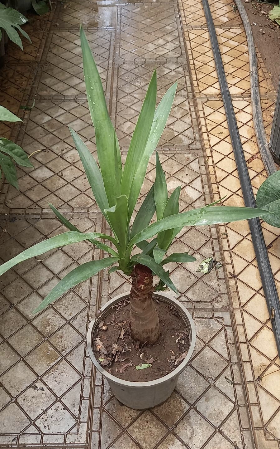 یوکا تنه دار  شیک