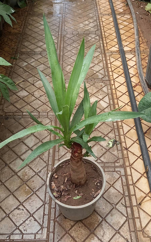 یوکا تنه دار شیک
