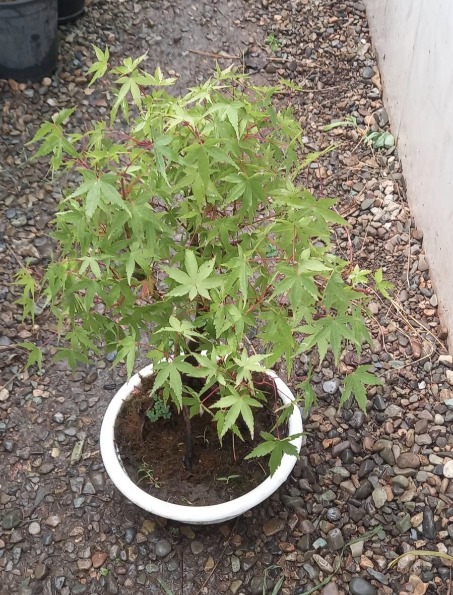 بنسای افرا ژاپنی در گلدان سفید