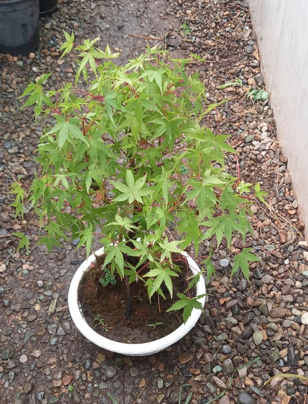بنسای افرا ژاپنی در گلدان سفید