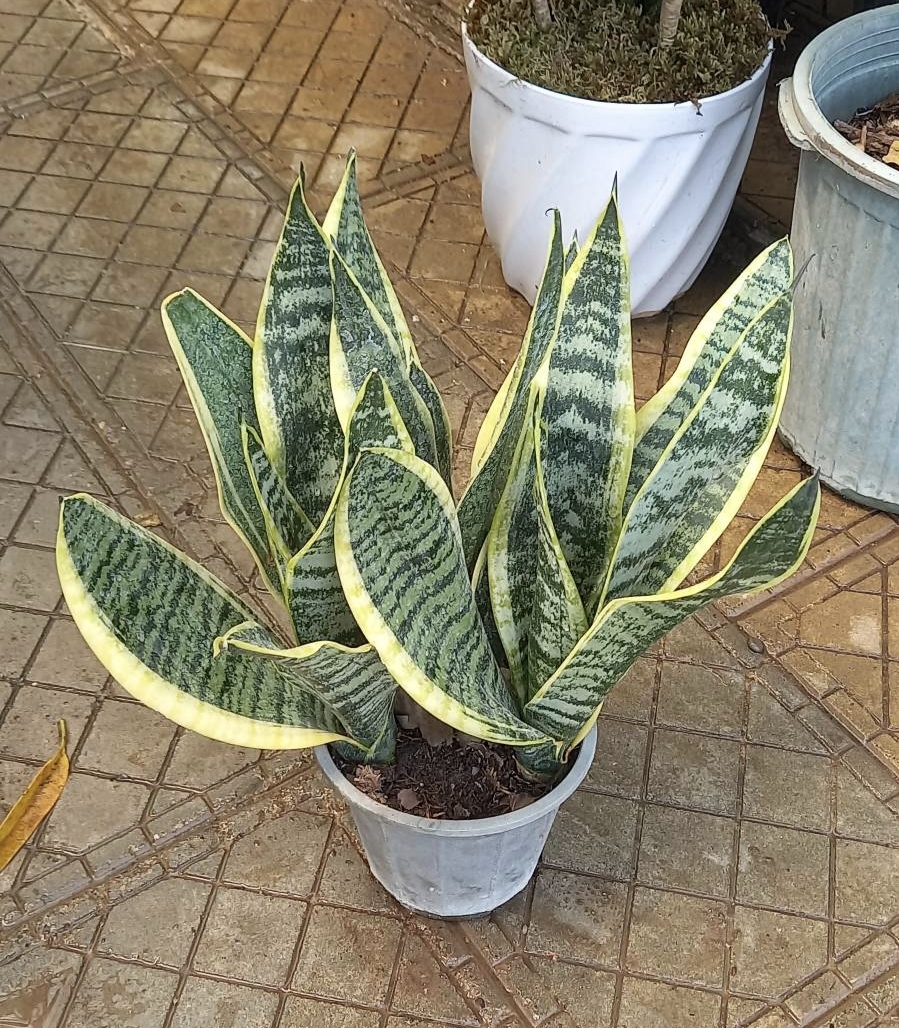 سانسوریا کراواتی  ابلق سایز گلدان سطل ۴