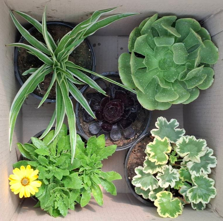 گیاهان آپارتمانی پک 5 عددی اقتصادی