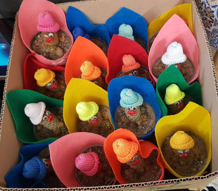 کاکتوس عروسکی نمدی فانتزی هدیهای خاص برای مراسم، تبلیغات و اشانتیون 16 عددی سایز گلدانها 8