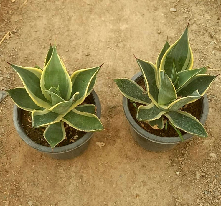 آگاو سلسی گلدان سطل 4 پک دو عددی