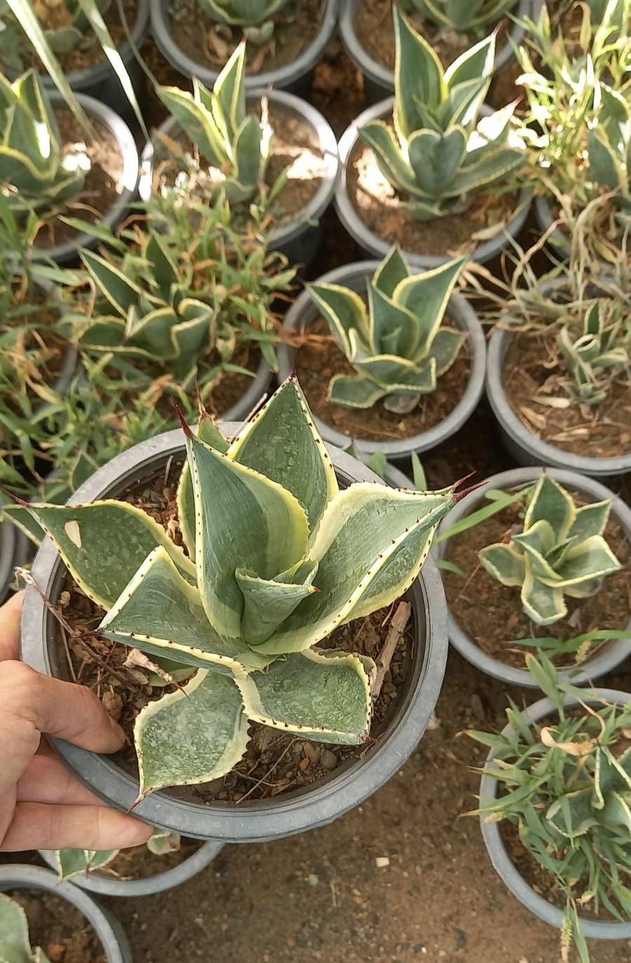 آگاو سلسی گلدان سطل 4