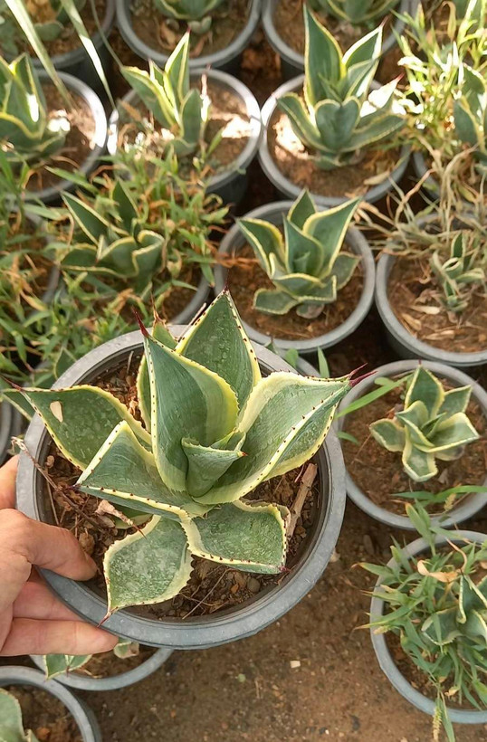 آگاو سلسی گلدان سطل 4