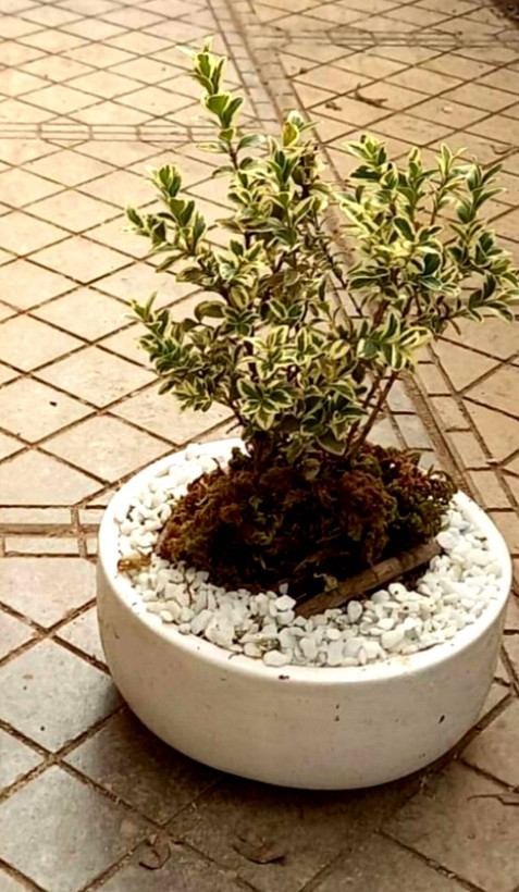 بونسای ژاپونیکا ابلق در گلدان سفید سرامیکی