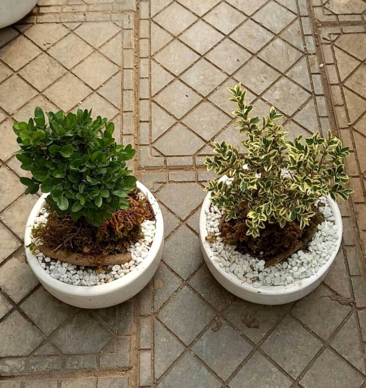 بونسای ژاپونیکا ابلق و سبز در گلدان سفید سرامیکی