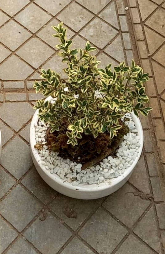 بونسای ژاپونیکا ابلق و سبز در گلدان سفید سرامیکی