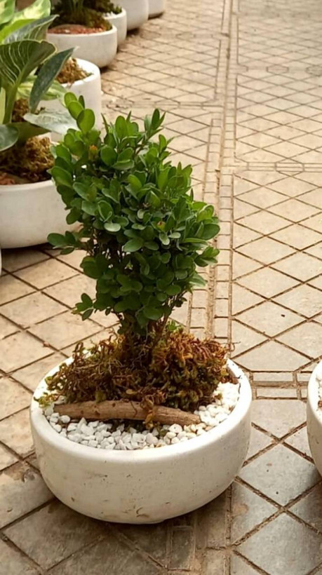 بونسای ژاپونیکا ابلق و سبز در گلدان سفید سرامیکی