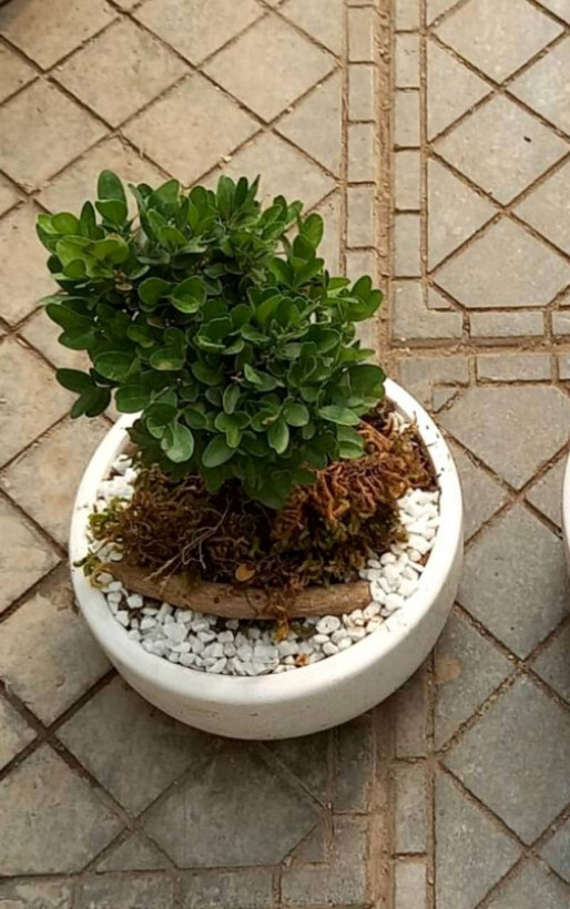 بونسای ژاپونیکا ابلق و سبز در گلدان سفید سرامیکی