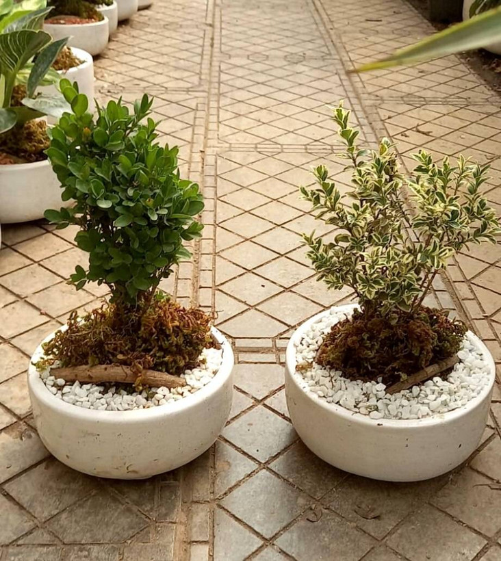 بونسای ژاپونیکا ابلق و سبز در گلدان سفید سرامیکی