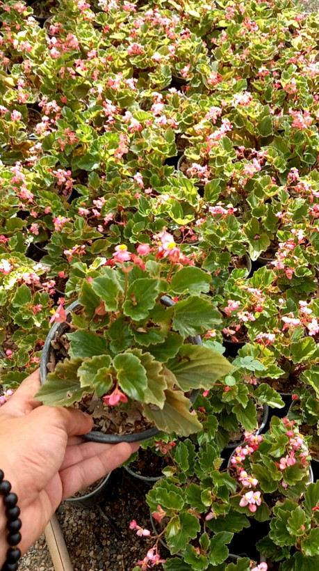 بگونیا عروس سایز گلدان 14 پک دو عددی